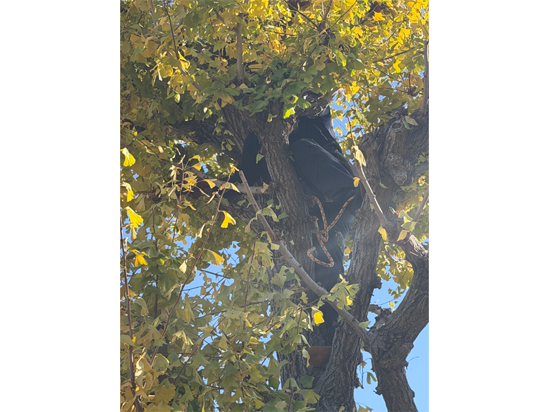 【調布】造園補助作業から始めよう。手に職を付ける。